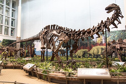 Apatosaurus