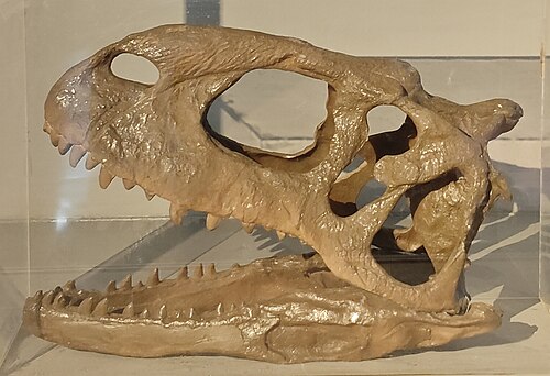Rajasaurus