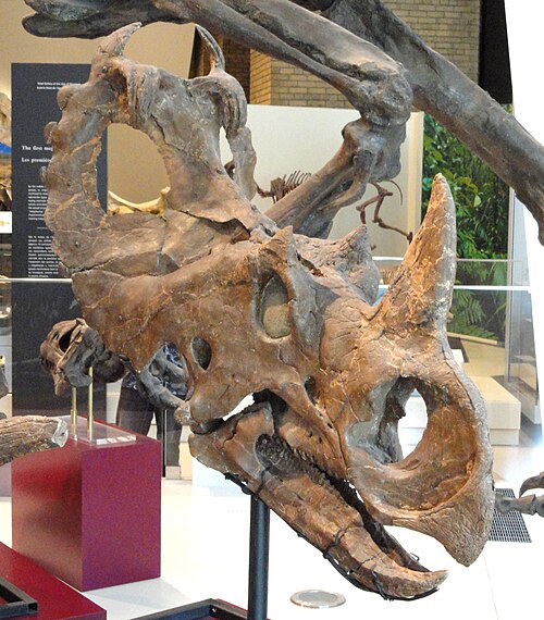 Centrosaurus