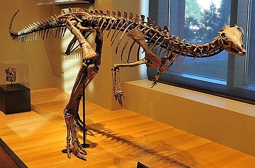 Dryosaurus