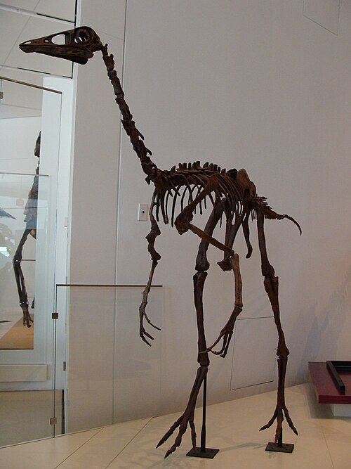 Ornithomimus