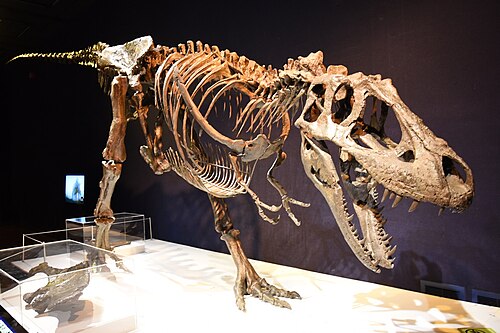 Daspletosaurus