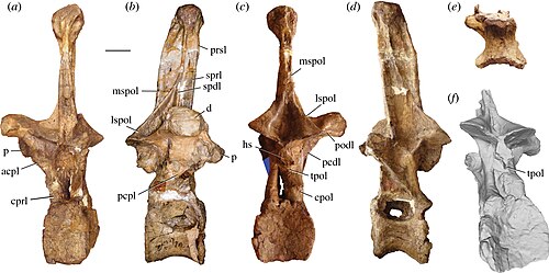 Amphicoelias