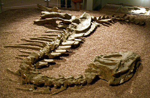 Yangchuanosaurus