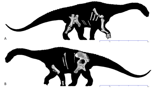 Diamantinasaurus