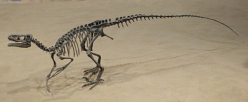 Ornitholestes