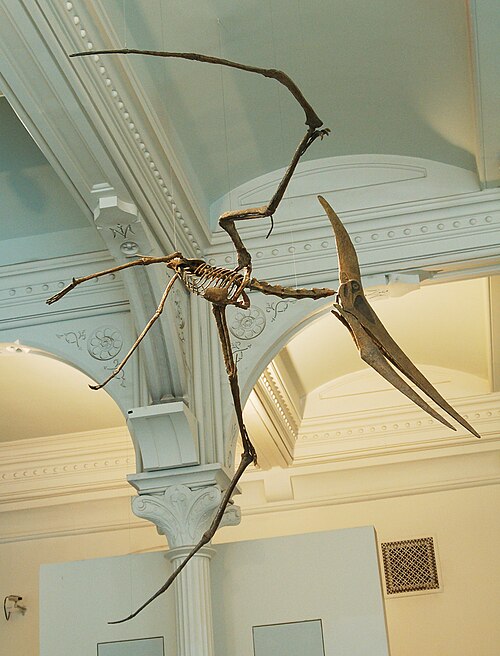 Pteranodon