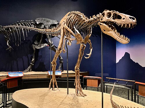 Nanotyrannus