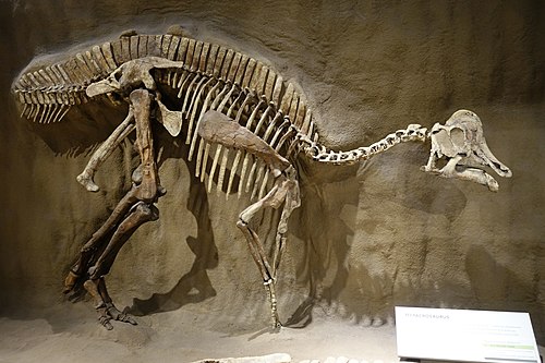 Hypacrosaurus