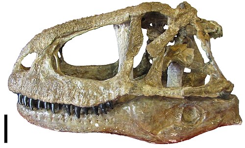 Abelisaurus