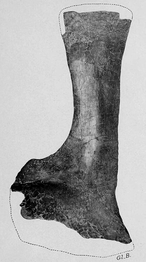 Alamosaurus