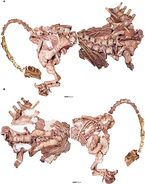 Massospondylus
