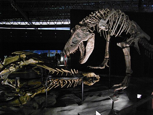 Zhuchengtyrannus