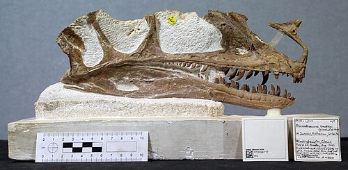 Proceratosaurus