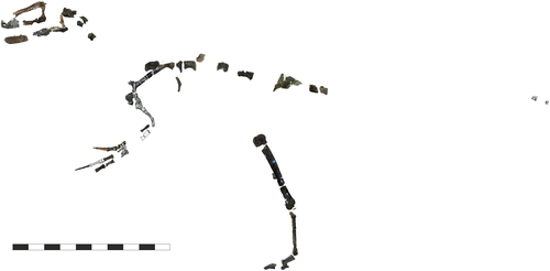 Eotyrannus