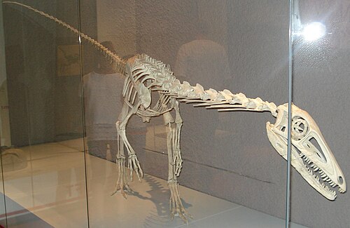 Liliensternus