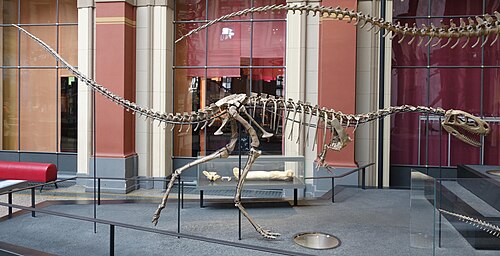 Elaphrosaurus