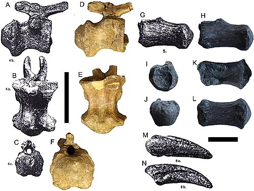 Magyarosaurus