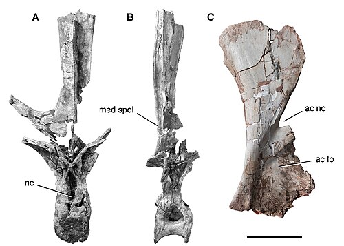 Rebbachisaurus