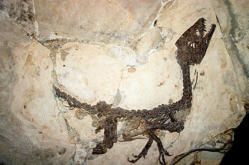 Scipionyx