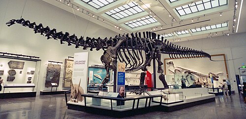 Brontosaurus