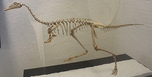 Mononykus