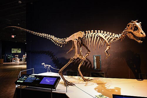 Lythronax