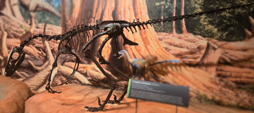 Troodon