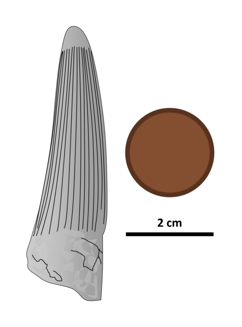 Siamosaurus
