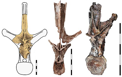 Maraapunisaurus