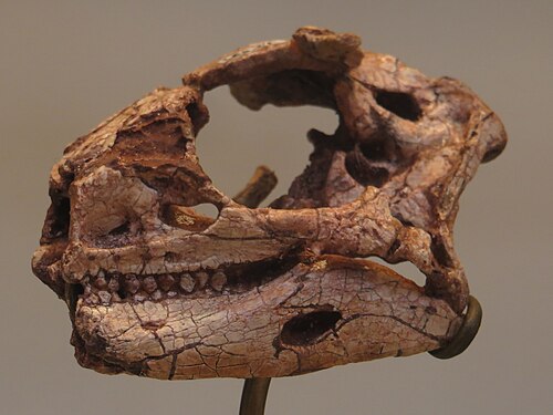 Lesothosaurus