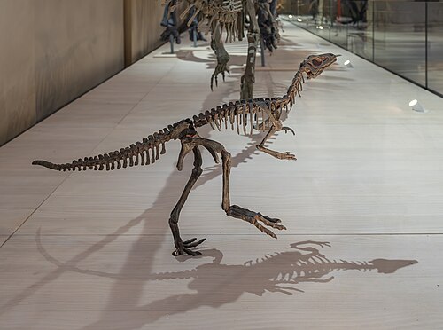 Eoraptor