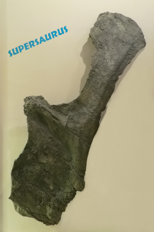 Supersaurus