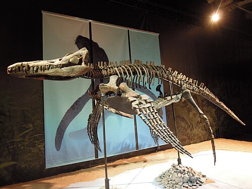 Pliosaurus