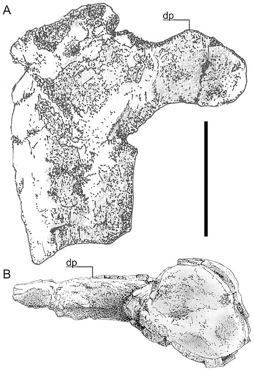 Hatzegopteryx