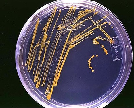 Microbiology
