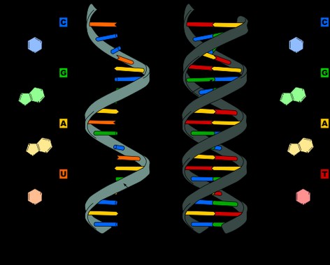 Nucleic acid