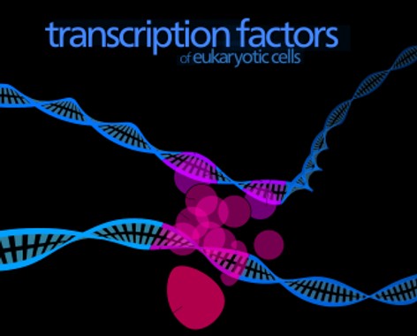 Transcription factor