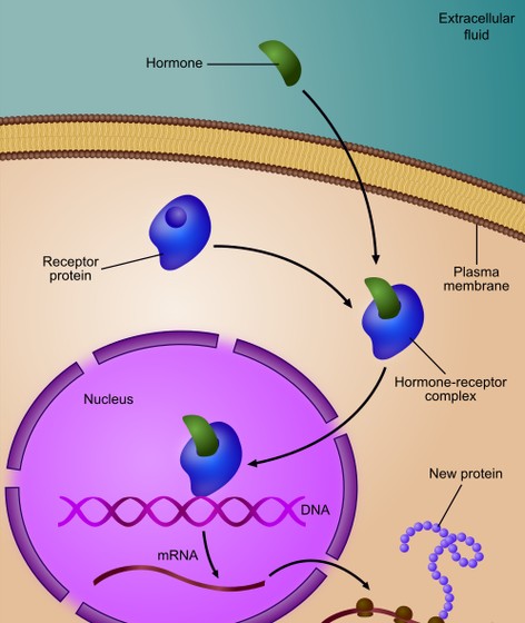 Regulation of gene expression