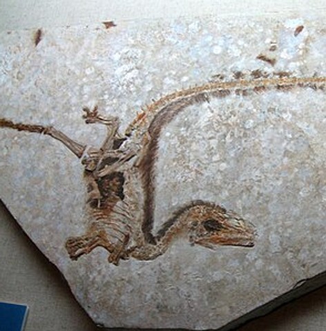 Dinosaur