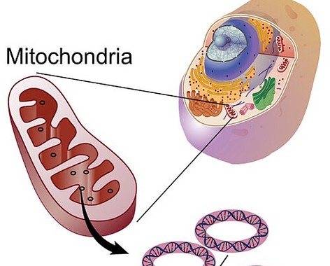 Mitochondrial DNA