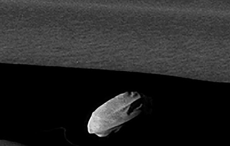 Daphnis (moon)