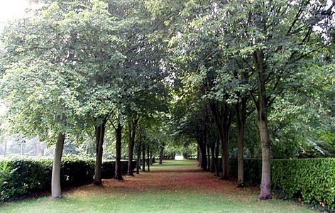Tree cathedral